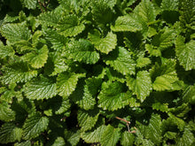 Load image into Gallery viewer, summer shade 10-pack (Limited Edition)