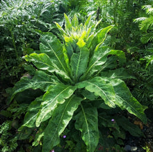 Load image into Gallery viewer, summer shade 10-pack (Limited Edition)