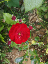 Load image into Gallery viewer, summer shade 10-pack (Limited Edition)