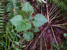 Load image into Gallery viewer, plain flame 10-pack