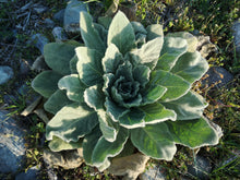 Load image into Gallery viewer, plain flame loose blend 5 grams