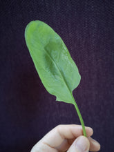 Load image into Gallery viewer, cit' down 10-pack