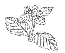 Load image into Gallery viewer, Sarita Mielke art