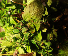 Load image into Gallery viewer, astonish mint loose blend 5 grams