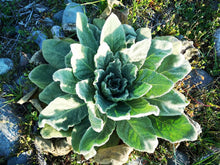 Load image into Gallery viewer, plain flame 10-pack